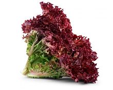 Lollo rossa, bunch