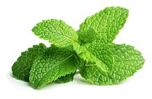 Mint, bunch