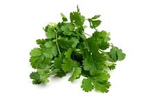 Cilantro (coriander), bunch