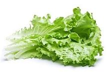 Lettuce, bunch